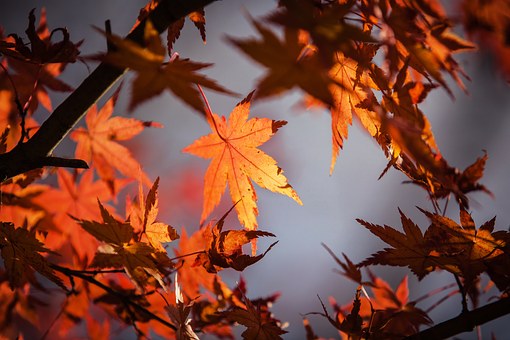 autumn-leave-1415541__340